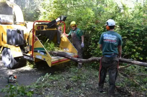 tree services Oaktown